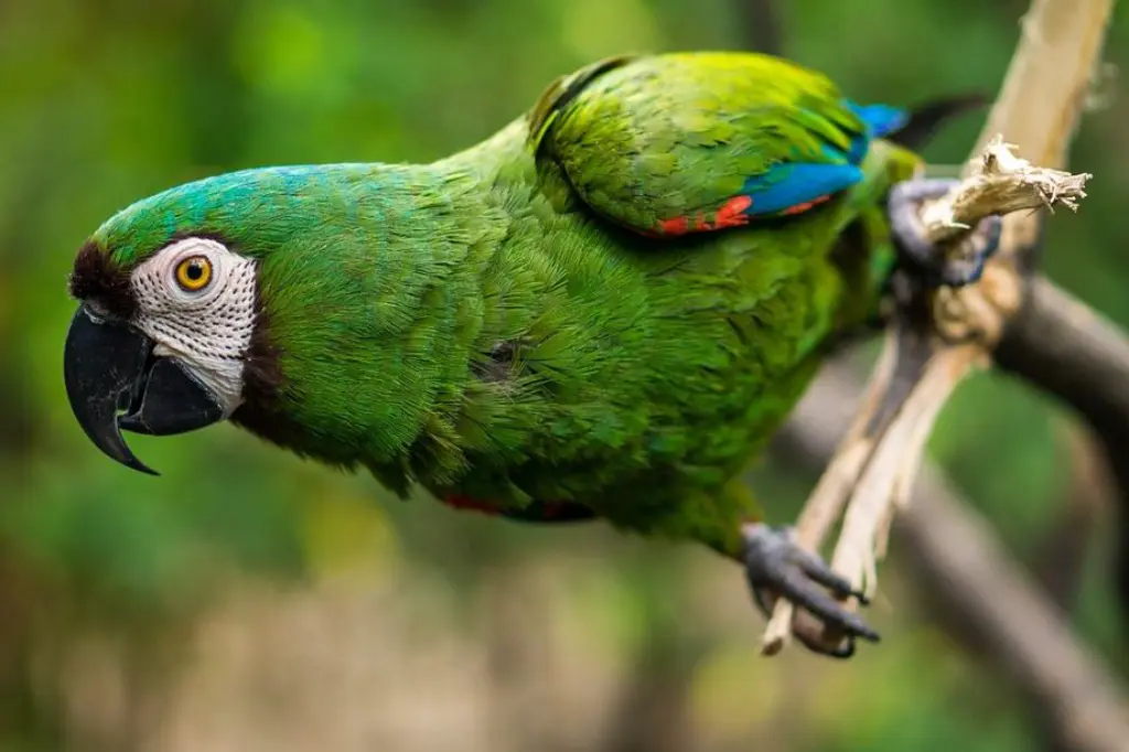 Exploraremos la vida de los loros 