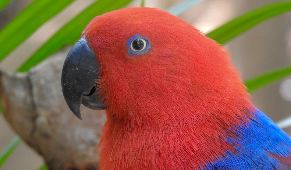 ¿Cuáles son los colores de los loros?