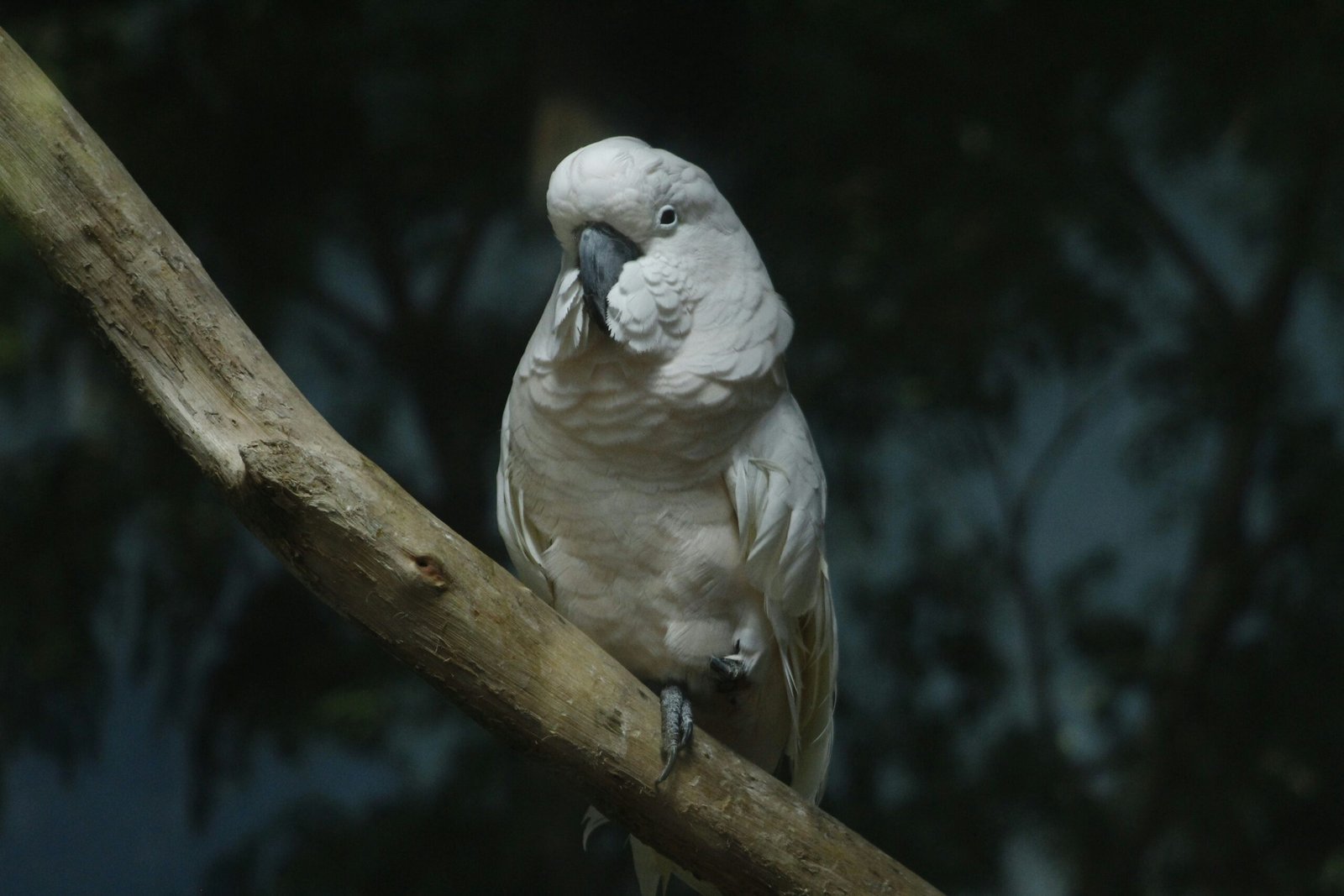 Nutrición adecuada para loros