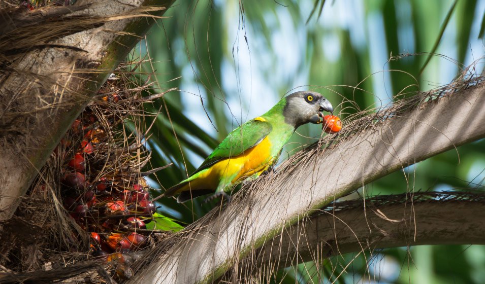 loros pequeños