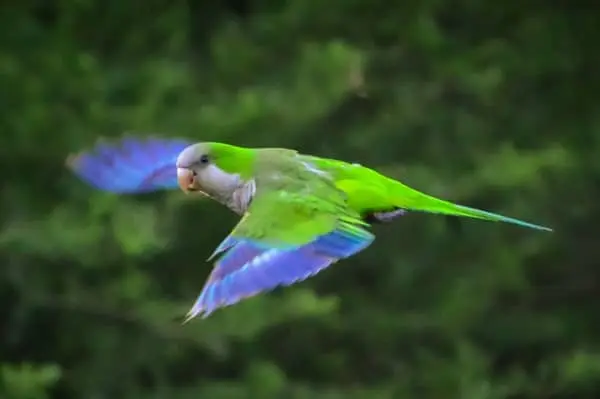 Quaker Parrot