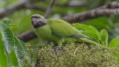 Periquito de Nicobar - Psittacula caniceps