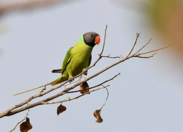 Periquito de cabeza gris (Psittacula finschii