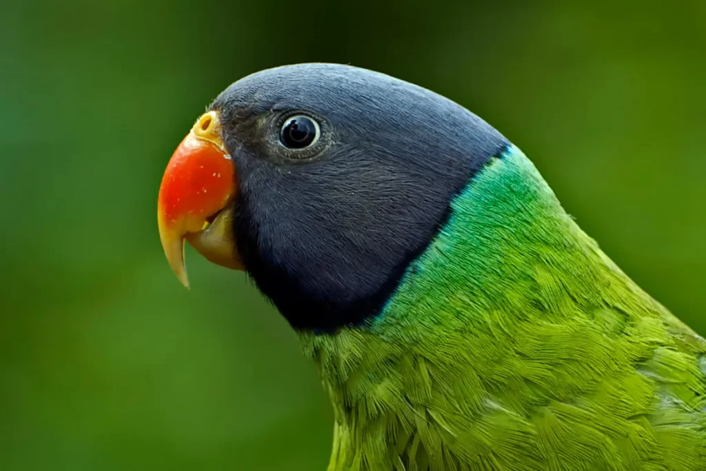 Periquito de cabeza gris (Psittacula finschii