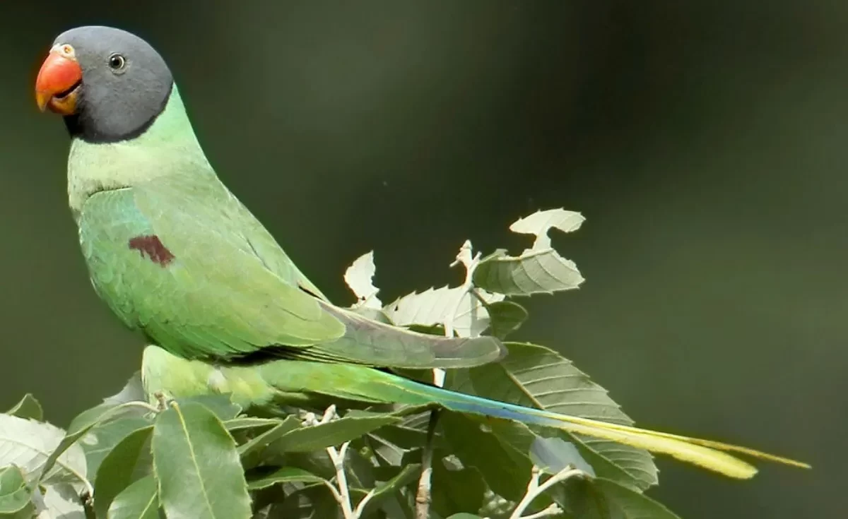 Psittacula Himalayana