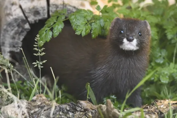 especie invasoras visón americano