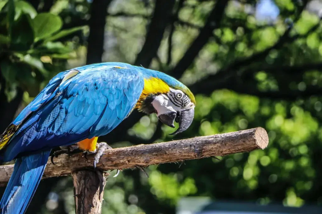 Understanding Parrot Species