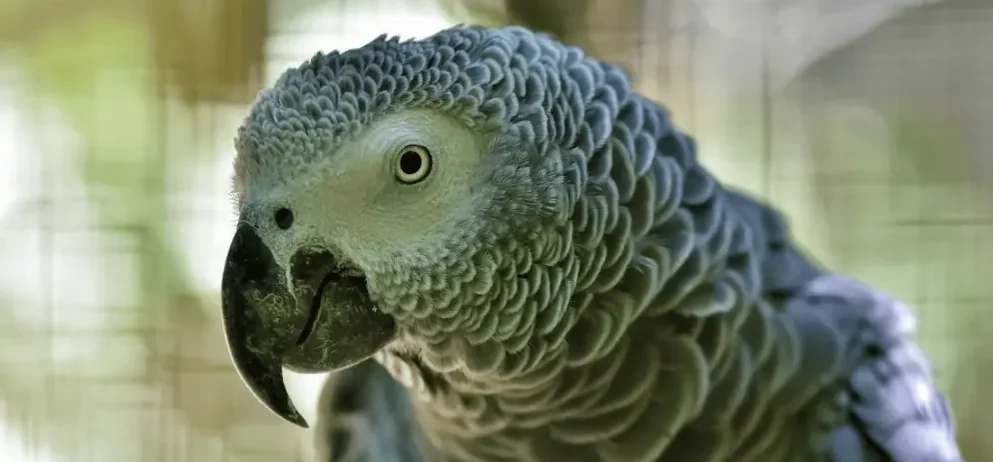 Where to Buy a Parrot A Comprehensive Guide