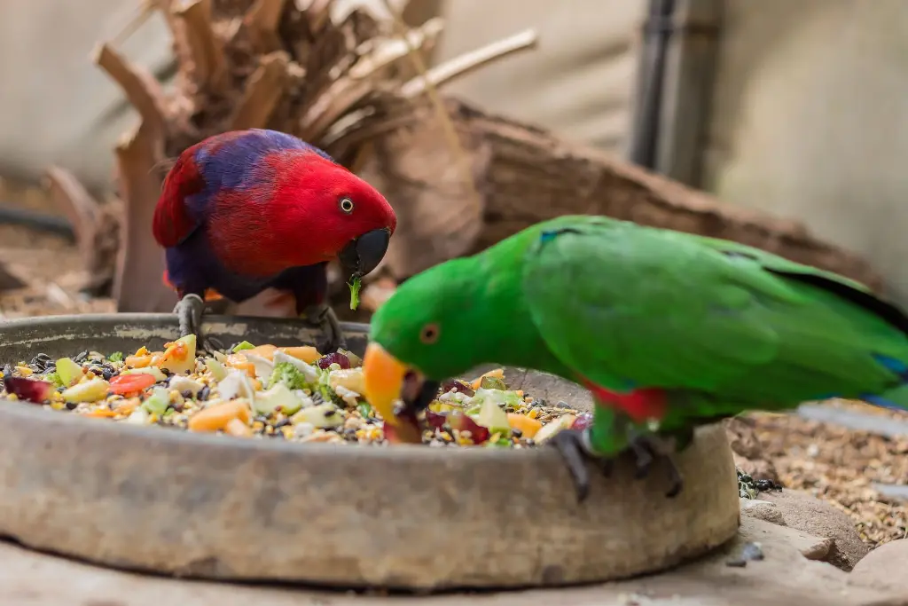 ¿Qué tipo de alimentación es más adecuada para mi loro